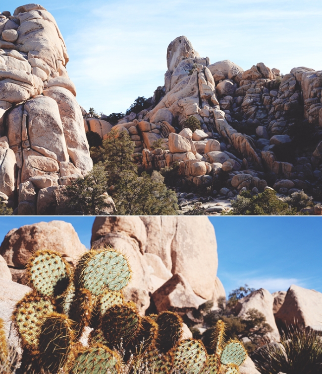 Joshua Tree Cactus_Mintz