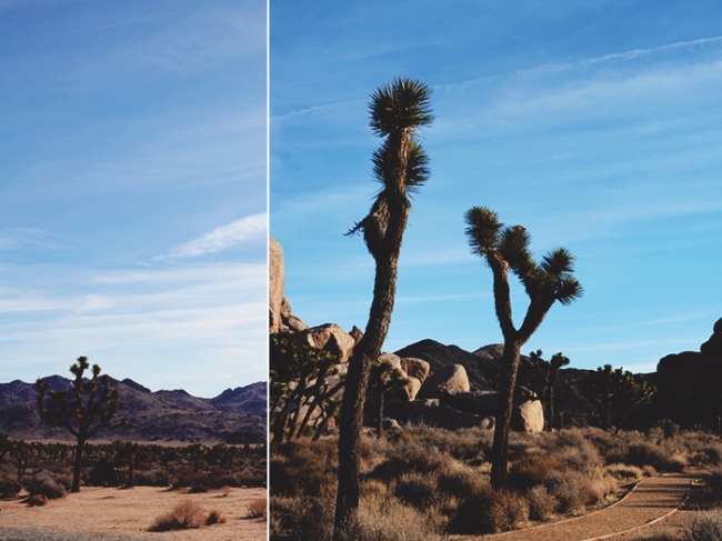 Joshua Tree Collage 2_Mintz