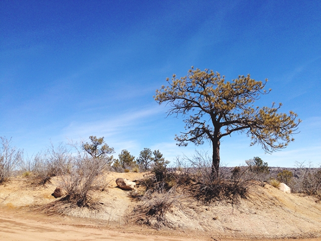 Palmer Park_Mintz