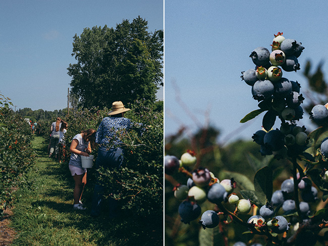 MI Blueberries 2014_Mintz-collage2