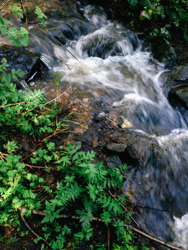 Ken Caryl Stream_Needles