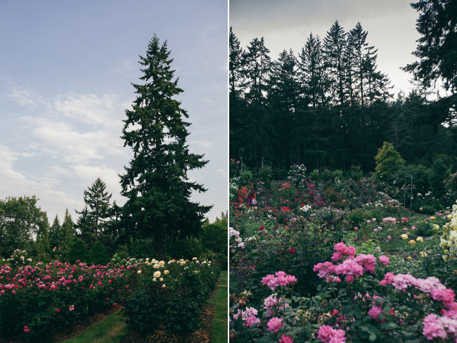 PDX Rose Garden Collage 2015_Needles