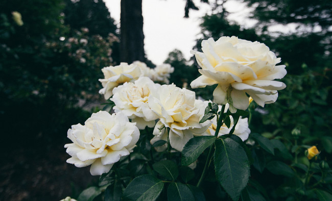 PDX Roses 2 2015_Needles